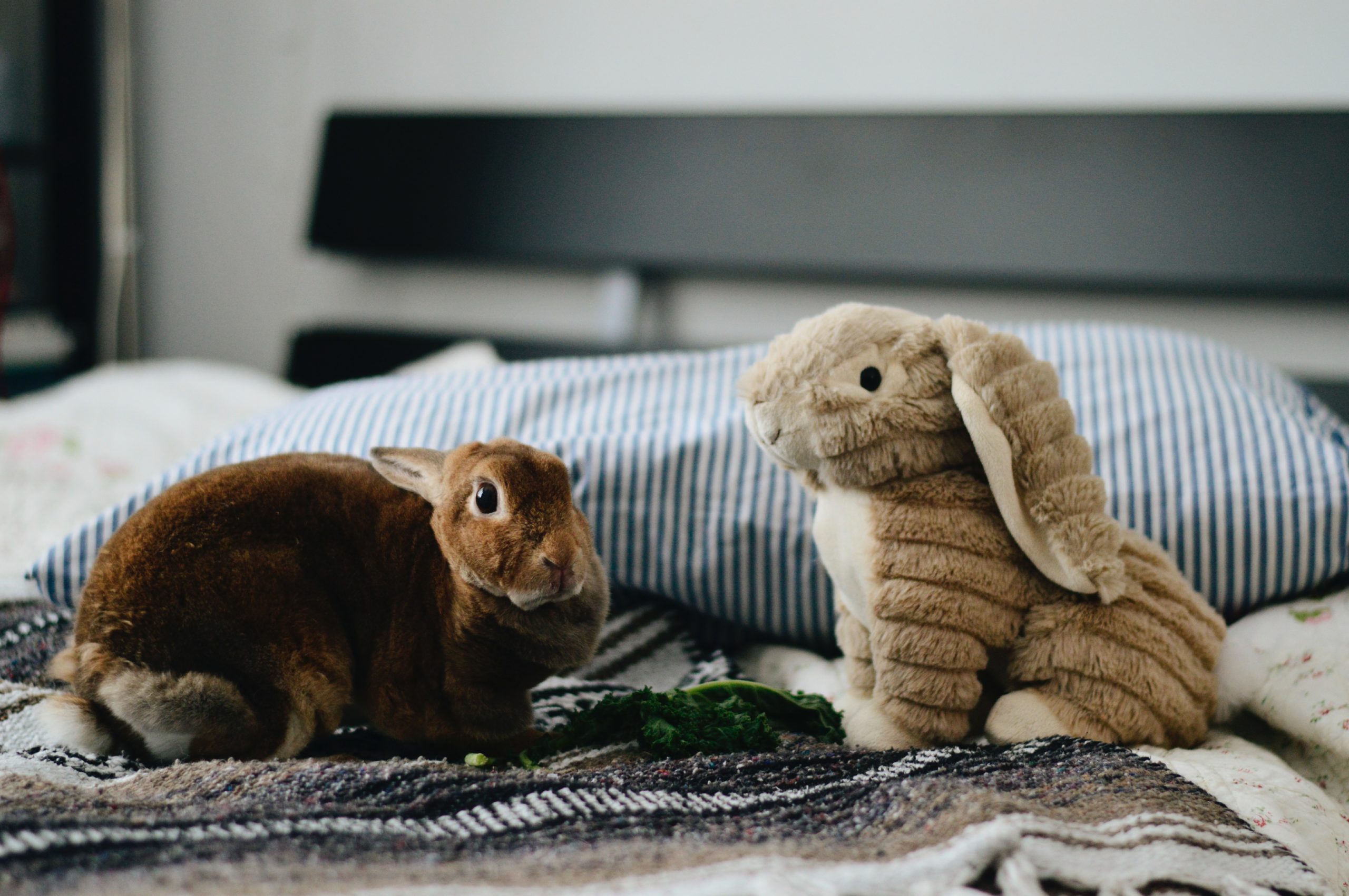 House Your Rabbit Indoors_rabbit on the bed