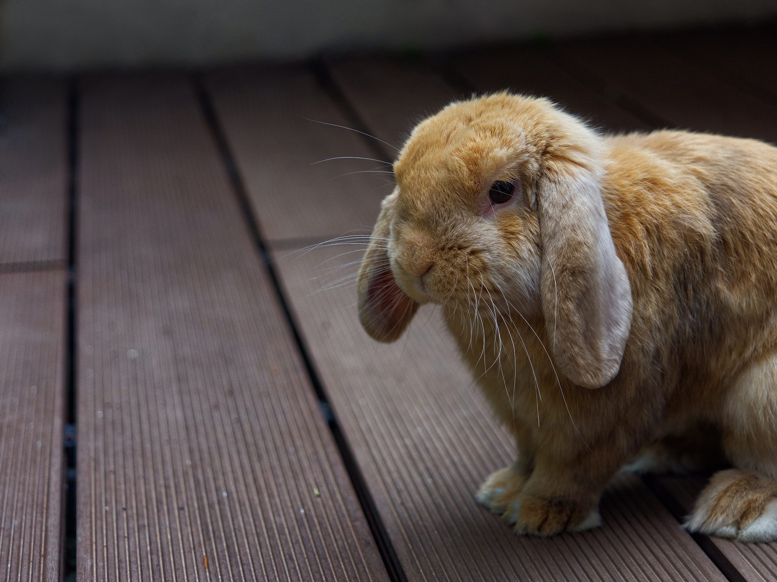 Housing Your Rabbit Indoors_lop rabbit