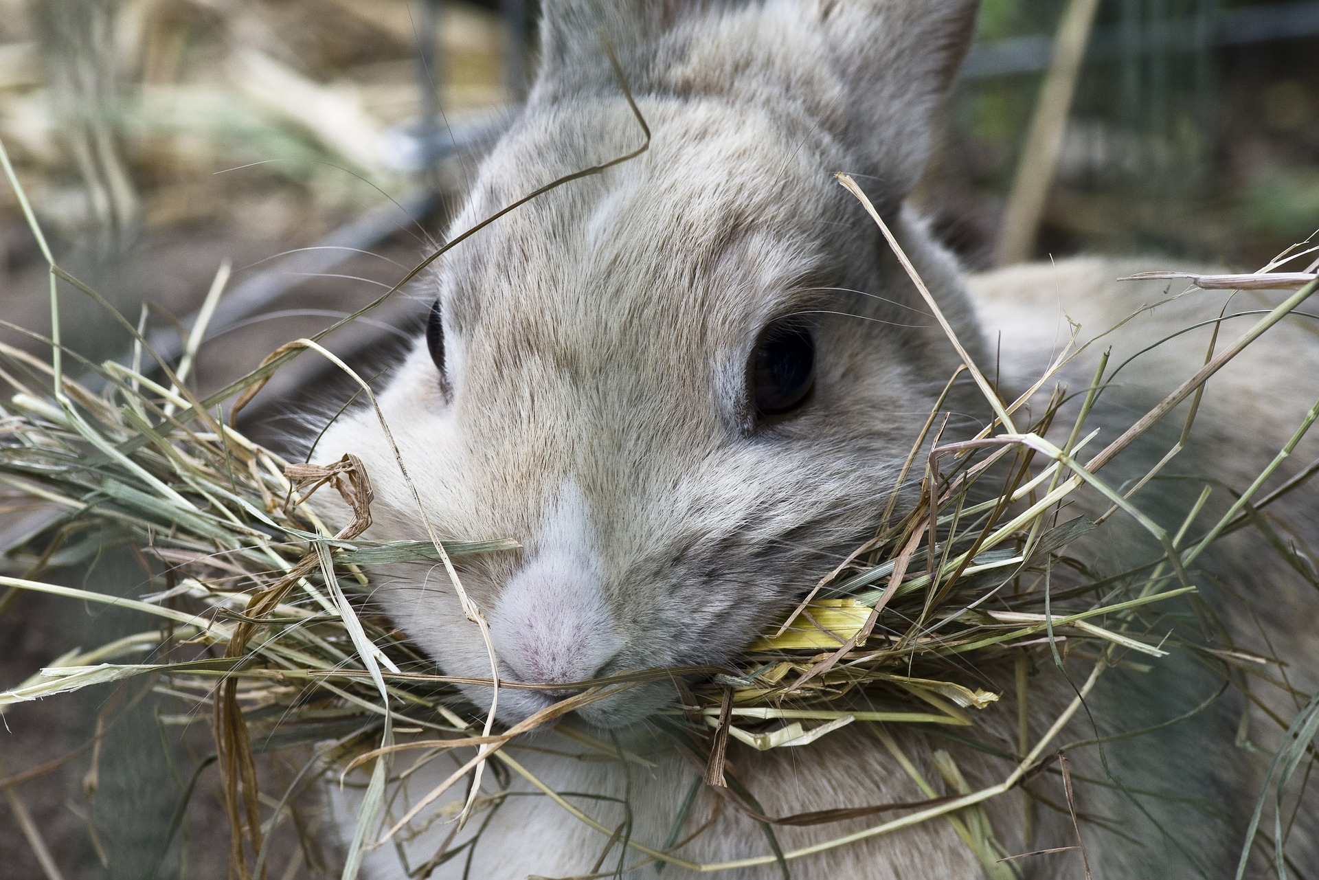Housing Your Rabbit Indoors_rabbit eating hay