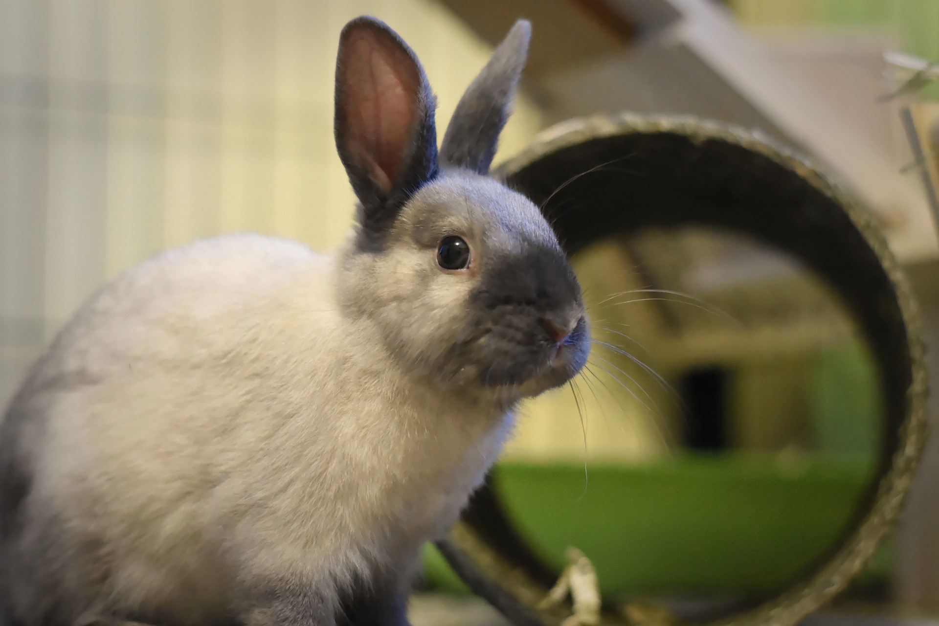 Potty Training Your Pet Rabbit_dwarf rabbit