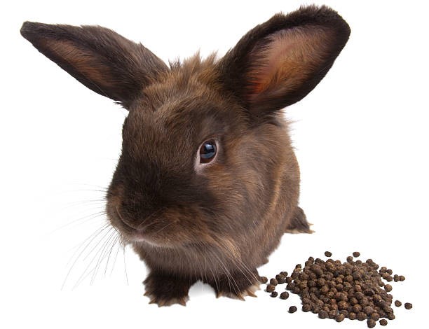 Potty Training Your Pet Rabbit_rabbit poop