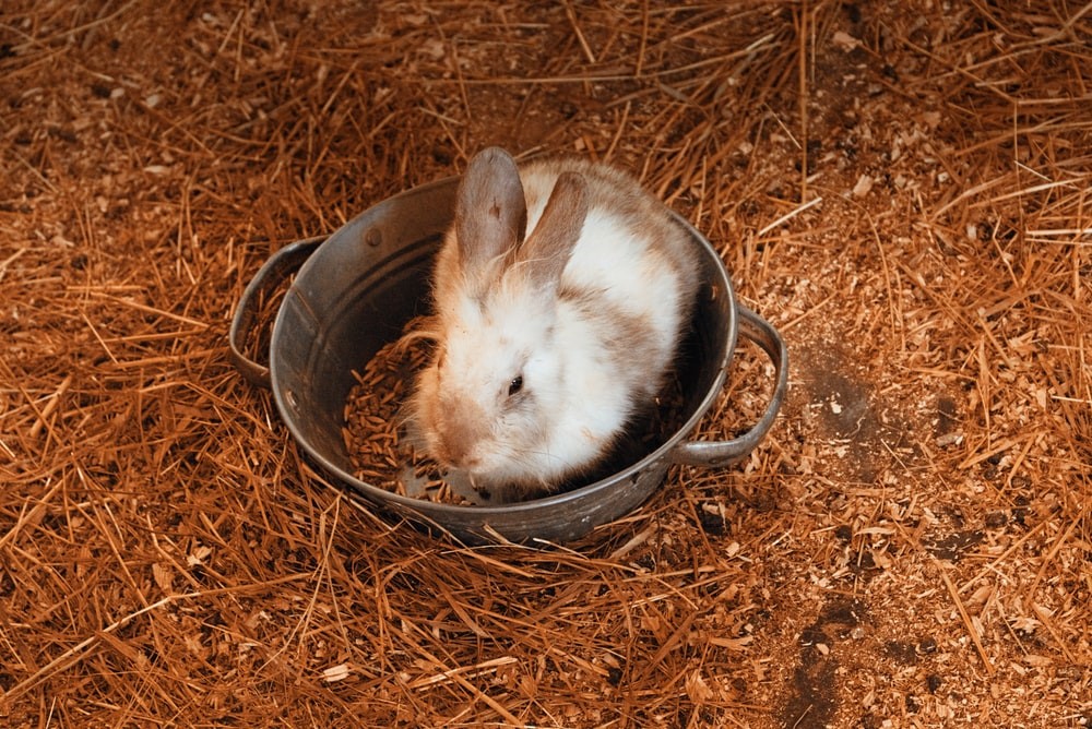 Potty Training Your Pet Rabbit_rabbit potty training