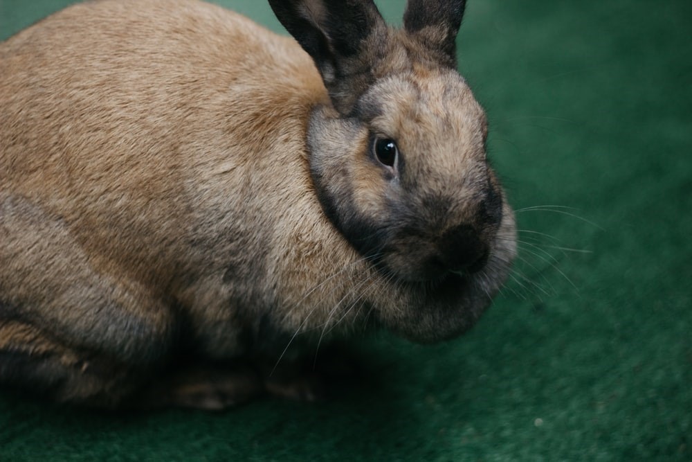 Potty Training Your Pet Rabbit_rabbit