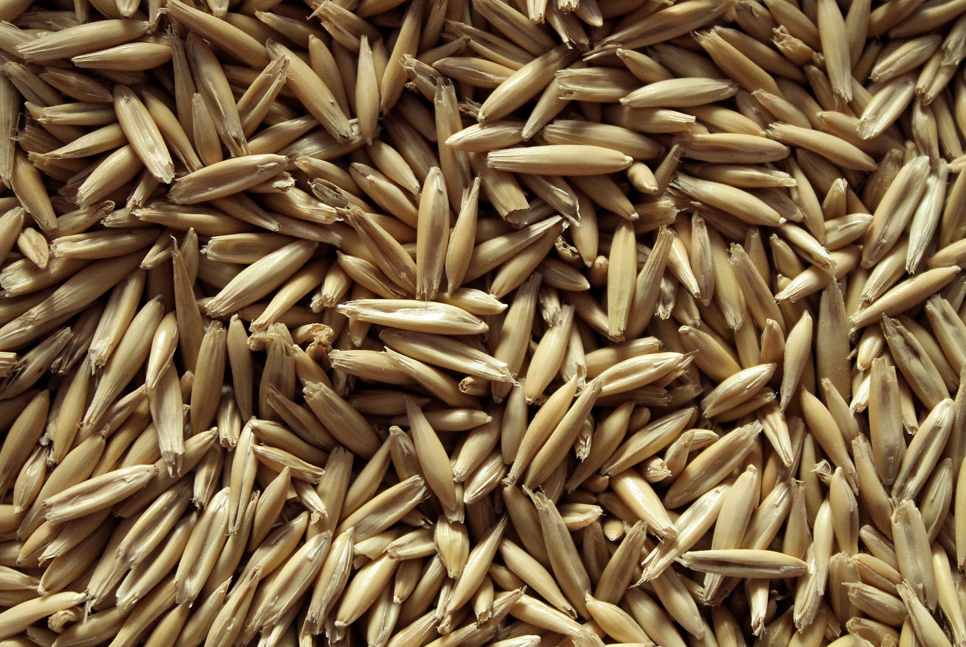 What to Feed Your Pet Rabbit_oats