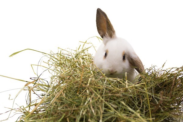 What to Feed Your Pet Rabbit_rabbit eating hay