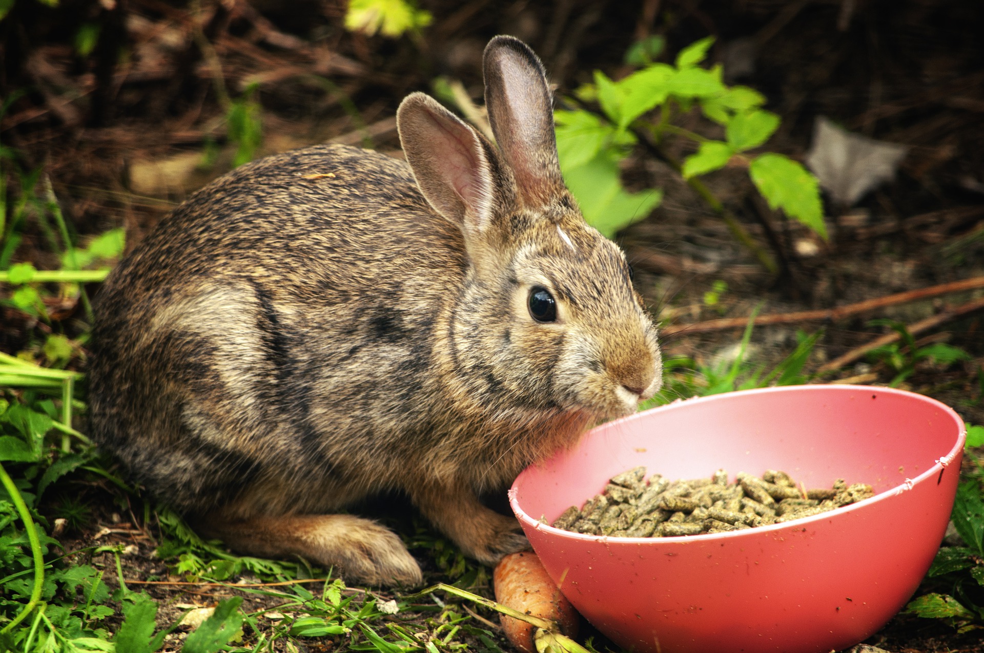 What to Feed Your Pet Rabbit_rabbit eating pellets