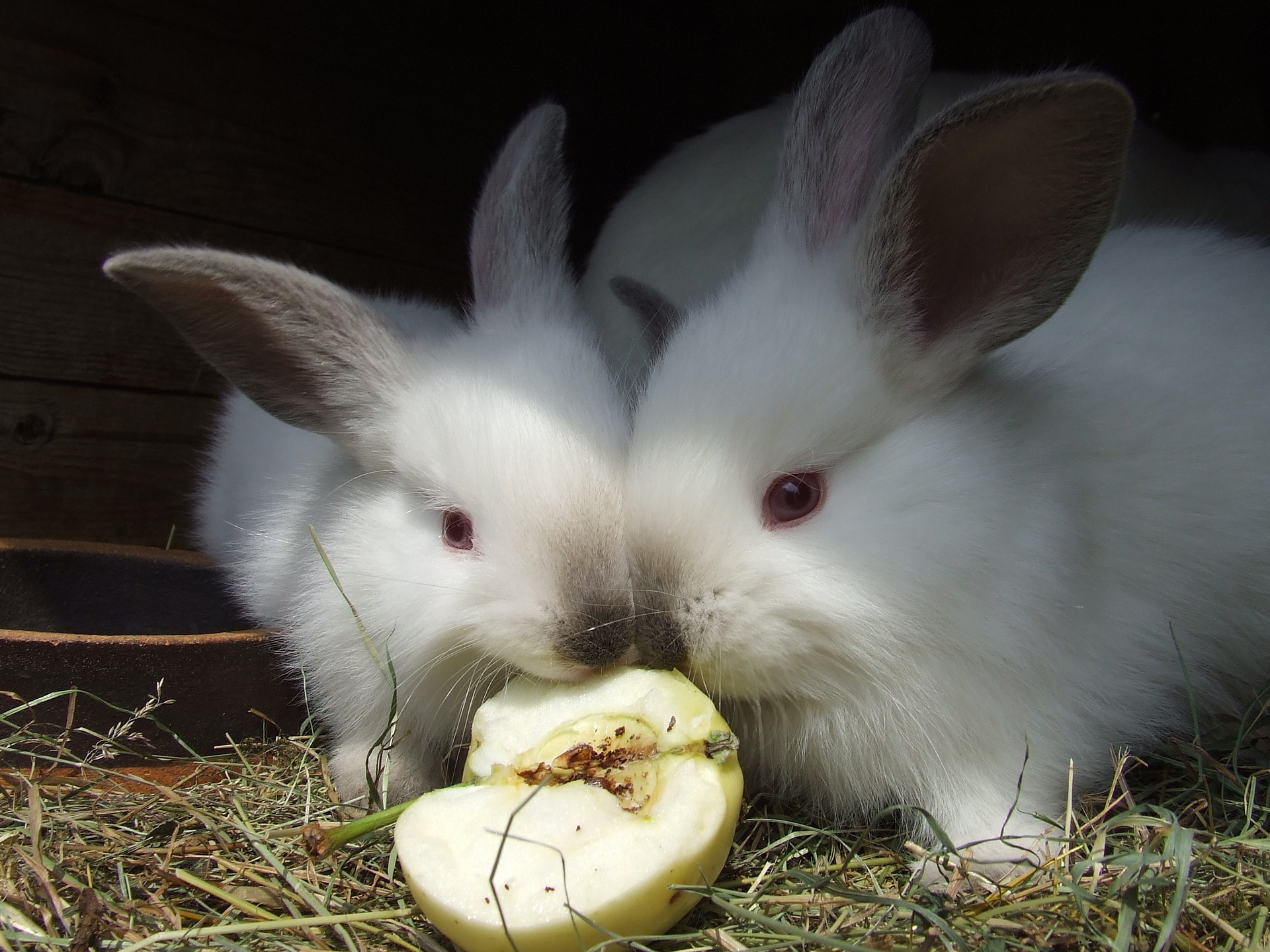 What to Feed Your Pet Rabbit_rabbits eating an apple