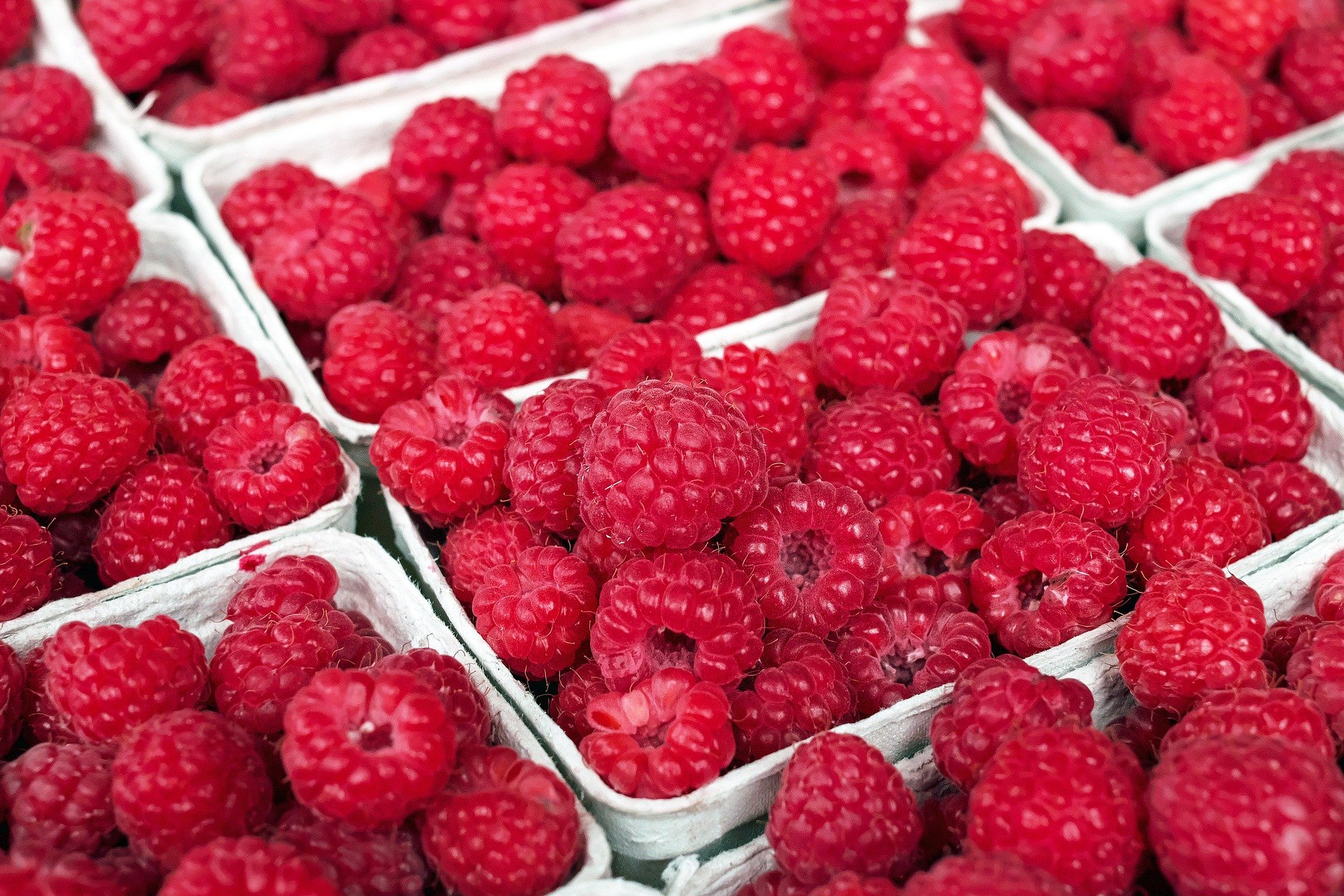 What to Feed Your Pet Rabbit_raspberries