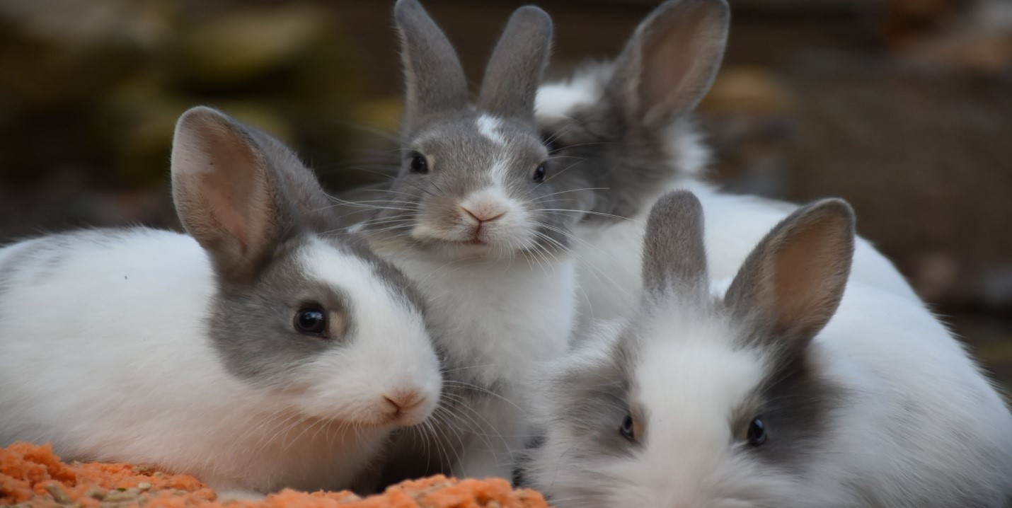 Baby Rabbit Care Tips_baby rabbits