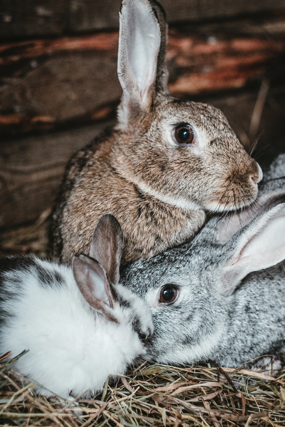 Baby Rabbit Care Tips_rabbit house