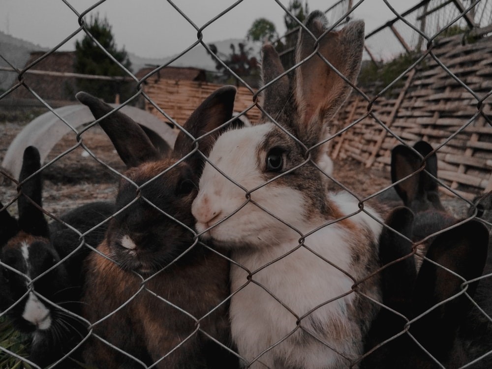 Baby Rabbit Care Tips_rabbit rescue center