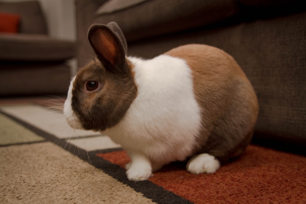 Bond With Your Pet Rabbit_Rabbit Playing