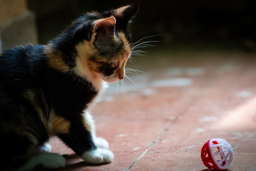 Bond With Your Pet Rabbit_Cat Balls