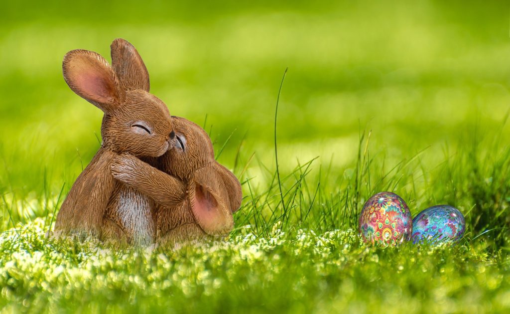 Clipping Your Rabbit’s Nails_rabbit baby