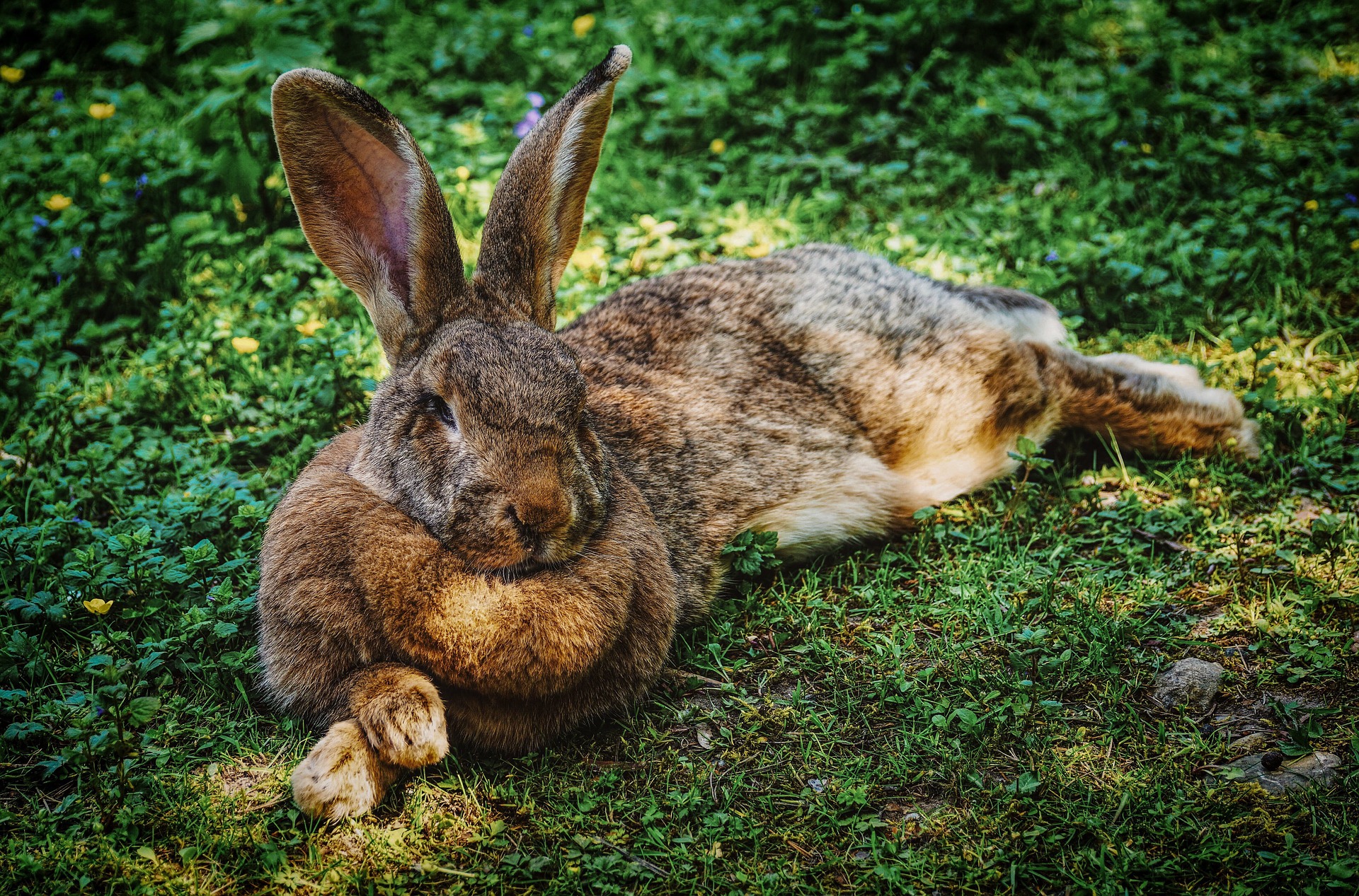 Clipping Your Rabbit’s Nails_rabbit resting