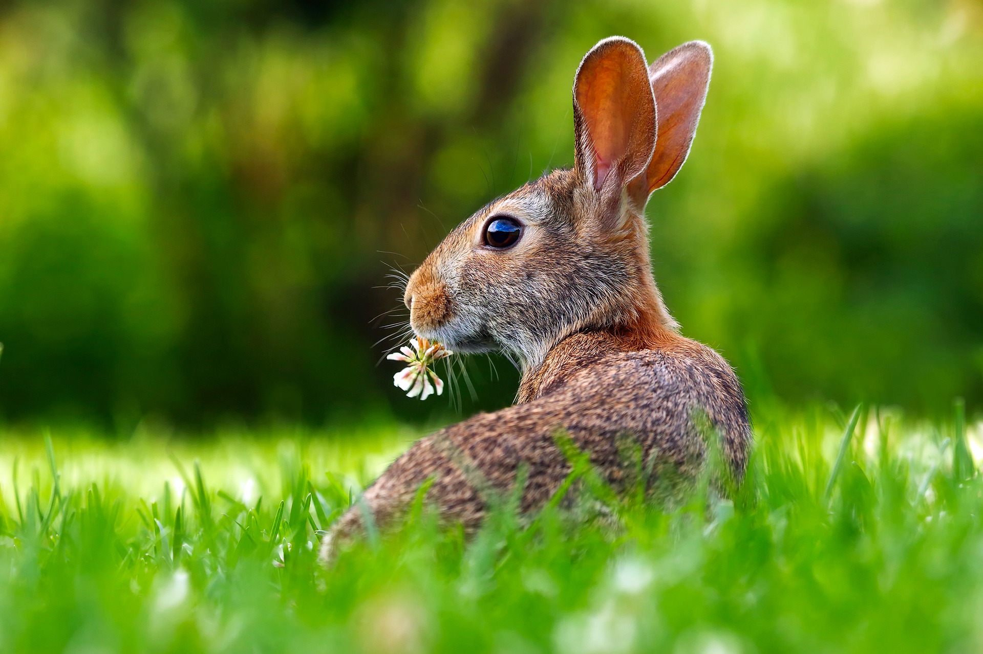 Flops, Binkies, and Nose Bonks_rabbit among grasses