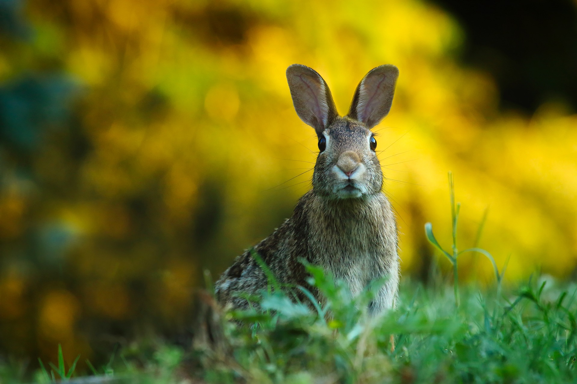 Flops, Binkies, and Nose Bonks_rabbit looking