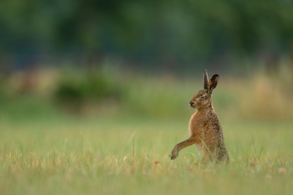 Games to Play With Your Pet Rabbit_jumping rabbit