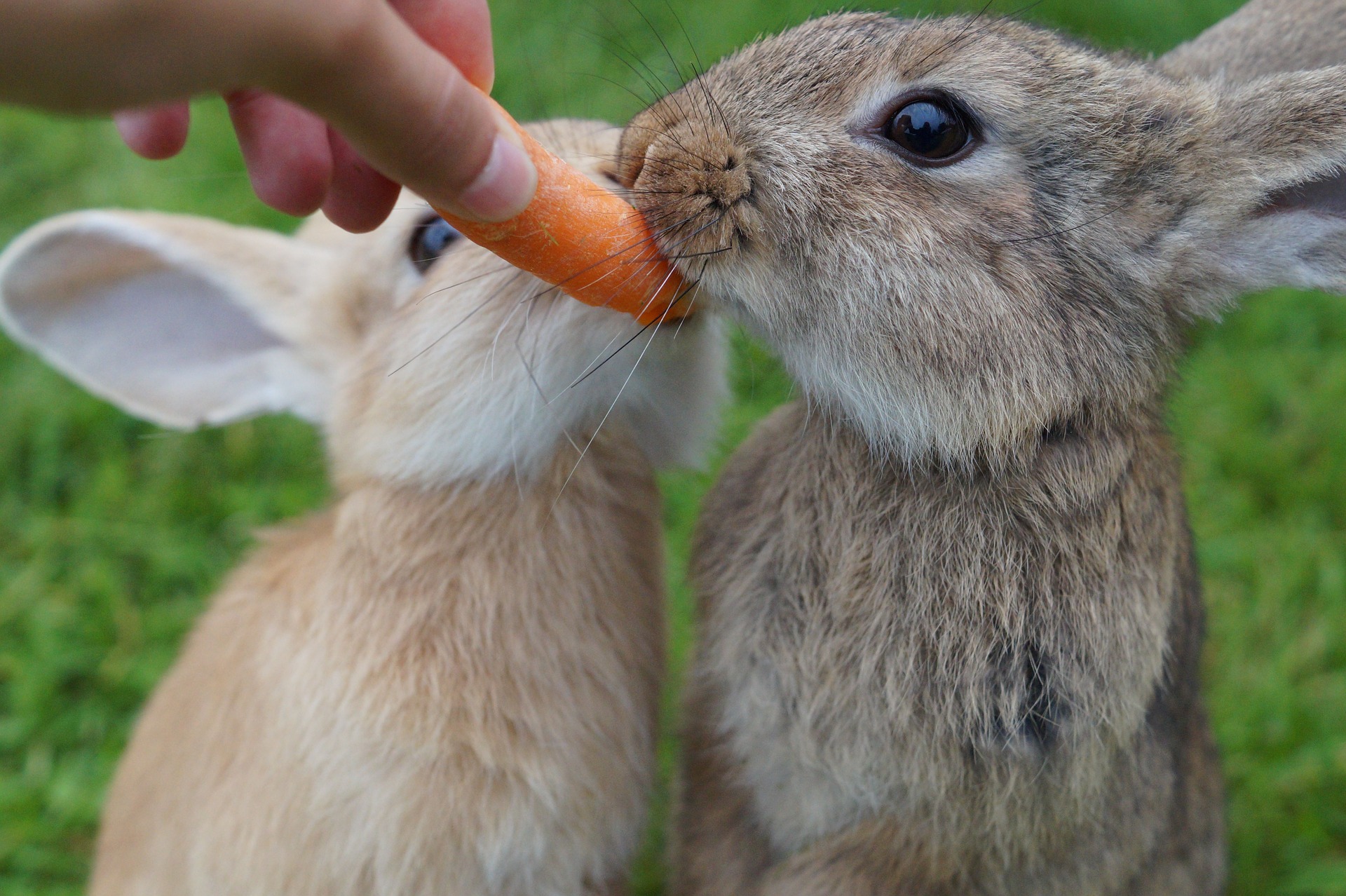 How Much Does a Pet Rabbit Cost_rabbits eating carrots