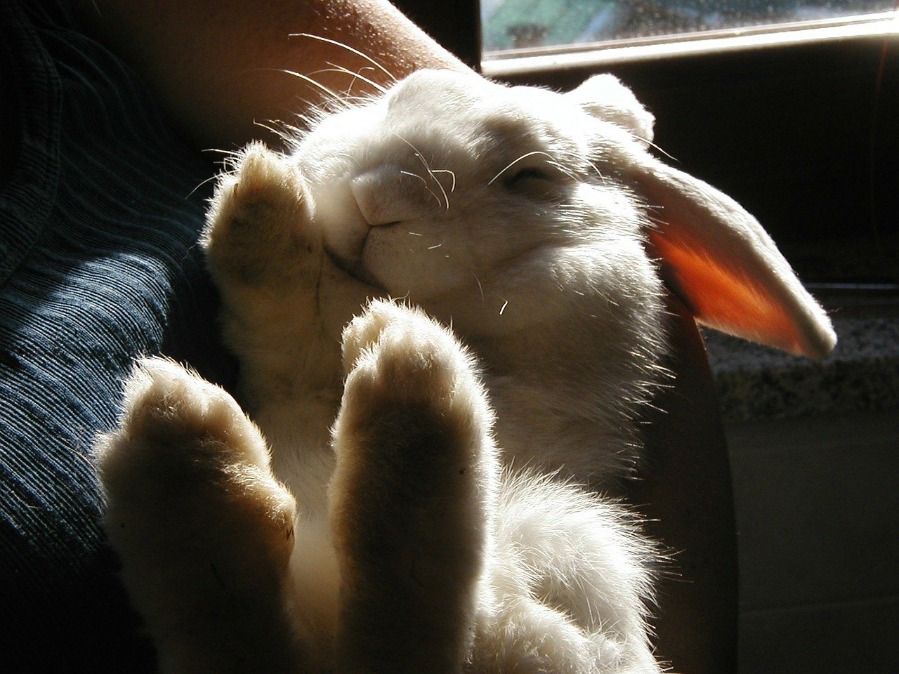 How Much Does a Pet Rabbit Cost_holding a rabbit