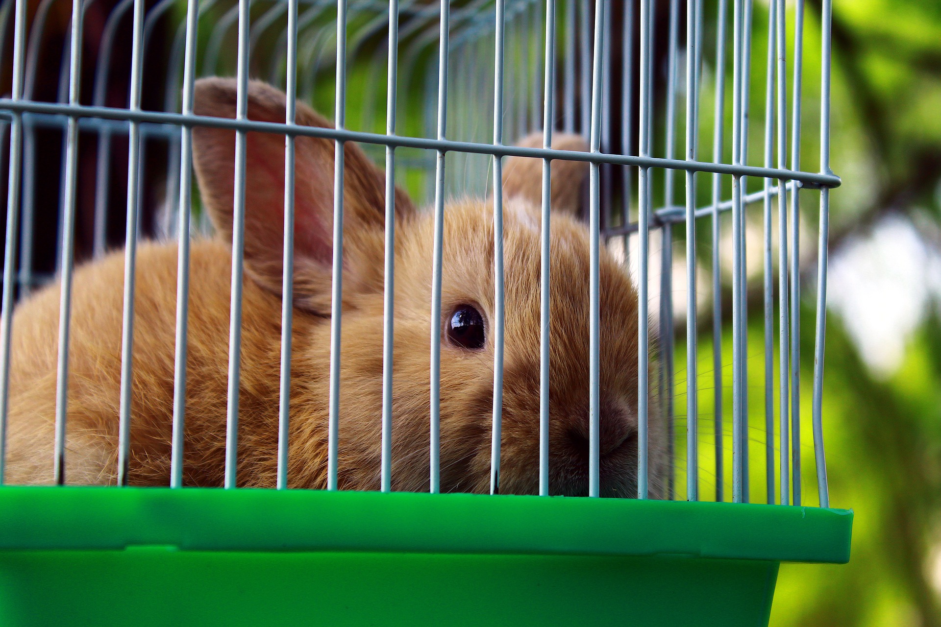 Preparing for Your First House Rabbit_rabbit in cage