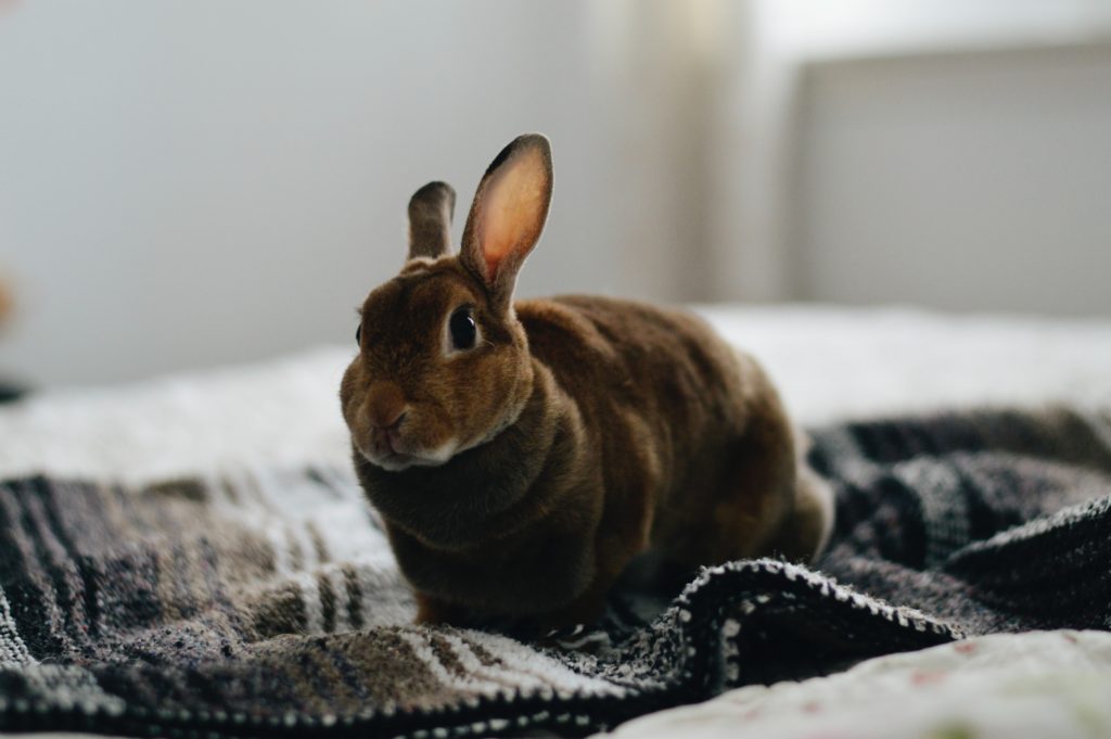 Preparing for Your First House Rabbit_rabbit on the bed