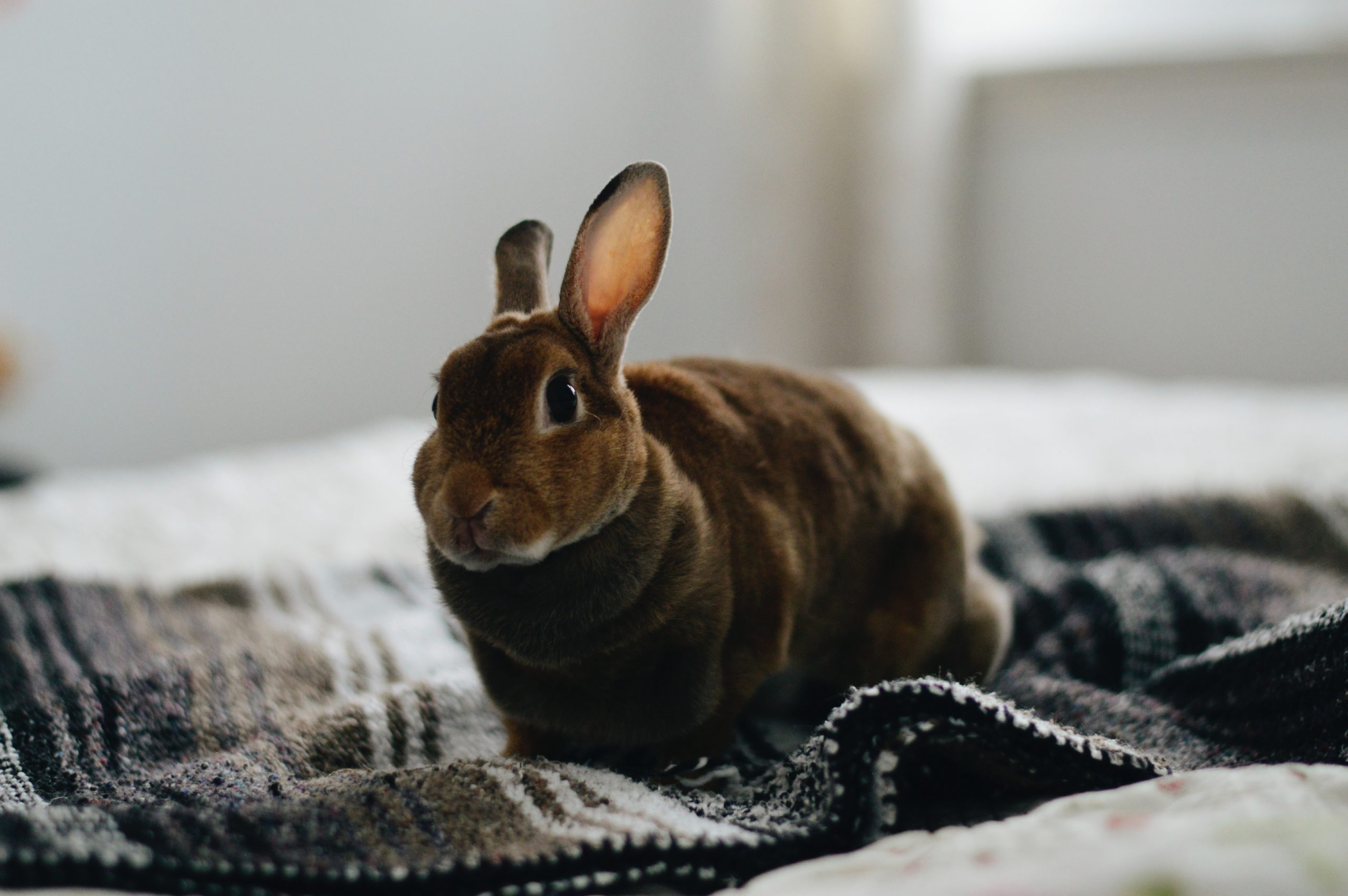 Preparing for Your First House Rabbit_rabbit on the bed
