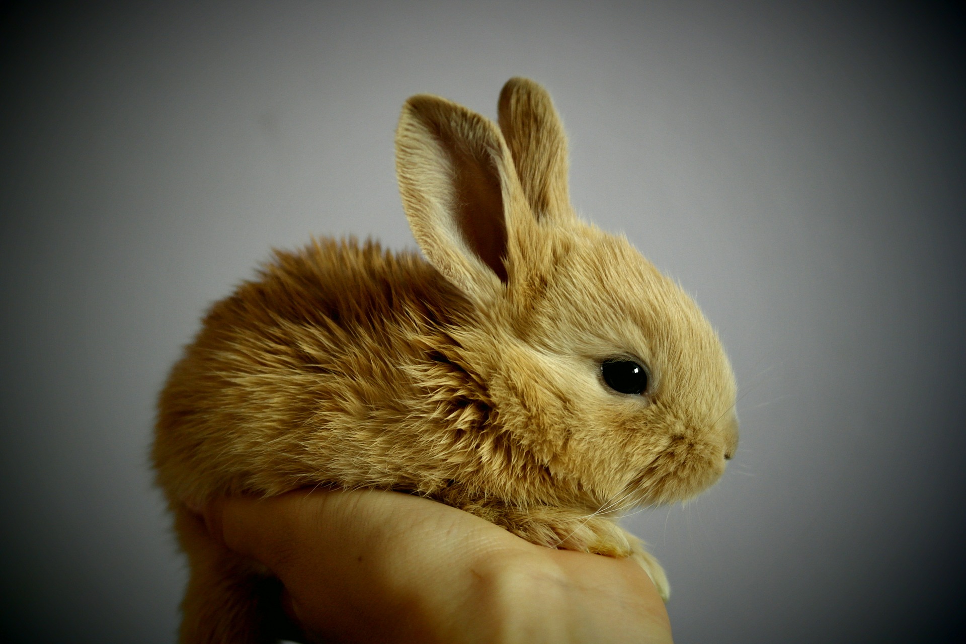 Preparing for Your First House Rabbit_rabbit on the bed_holding a small rabbit