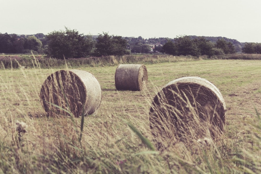 hay for rabbit_hay farm