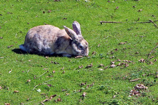 hay for rabbit_rabbit eating grass
