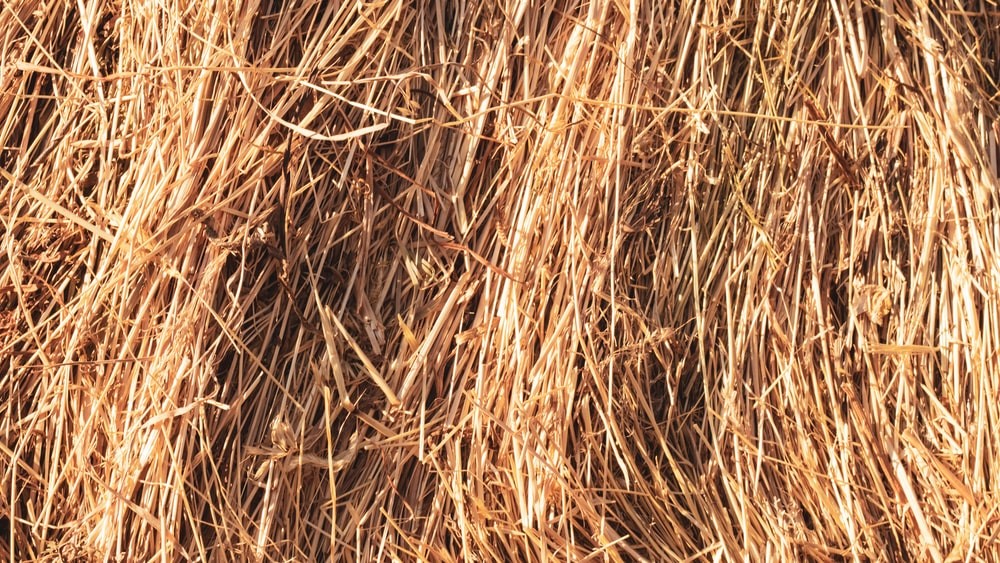 hay for rabbit_straw