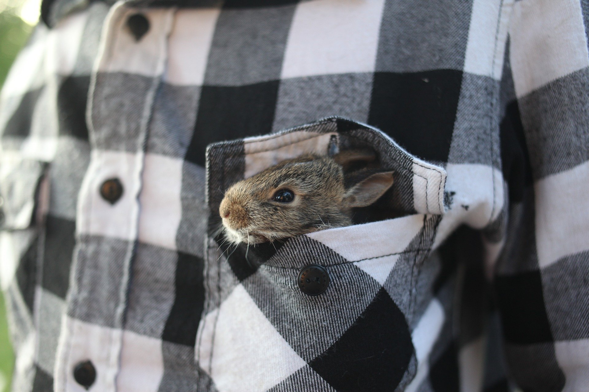my rabbit hates me_rabbit in shirt pocket