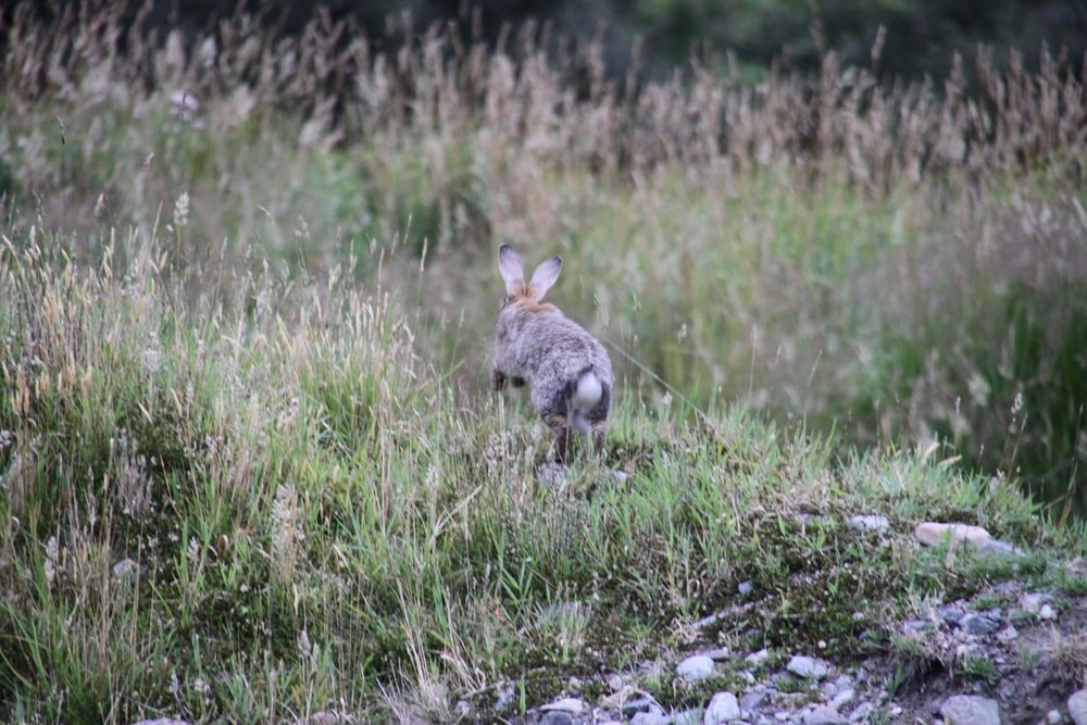 my rabbit hates me_running rabbit