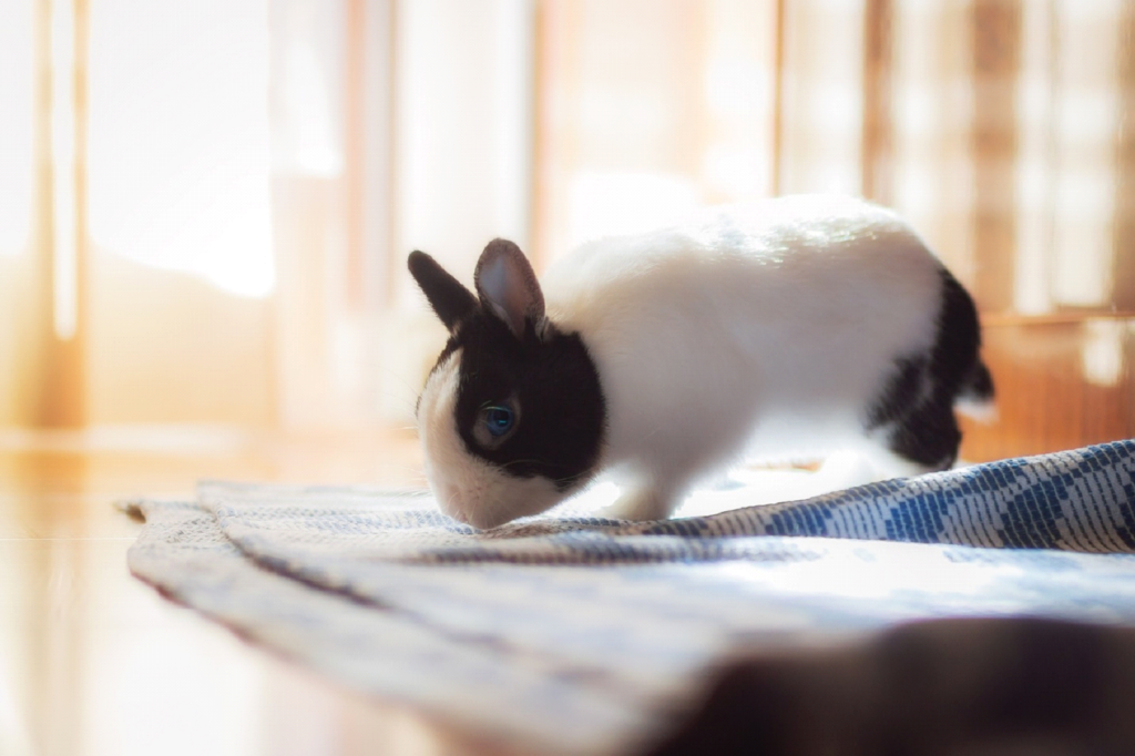 Bunny Proofing Your House rabbit playing