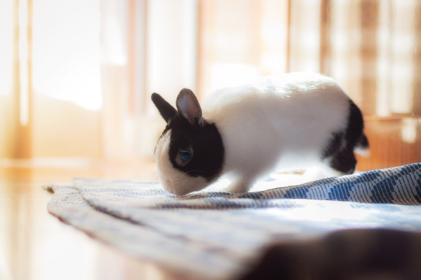 Bunny Proofing Your House rabbit playing