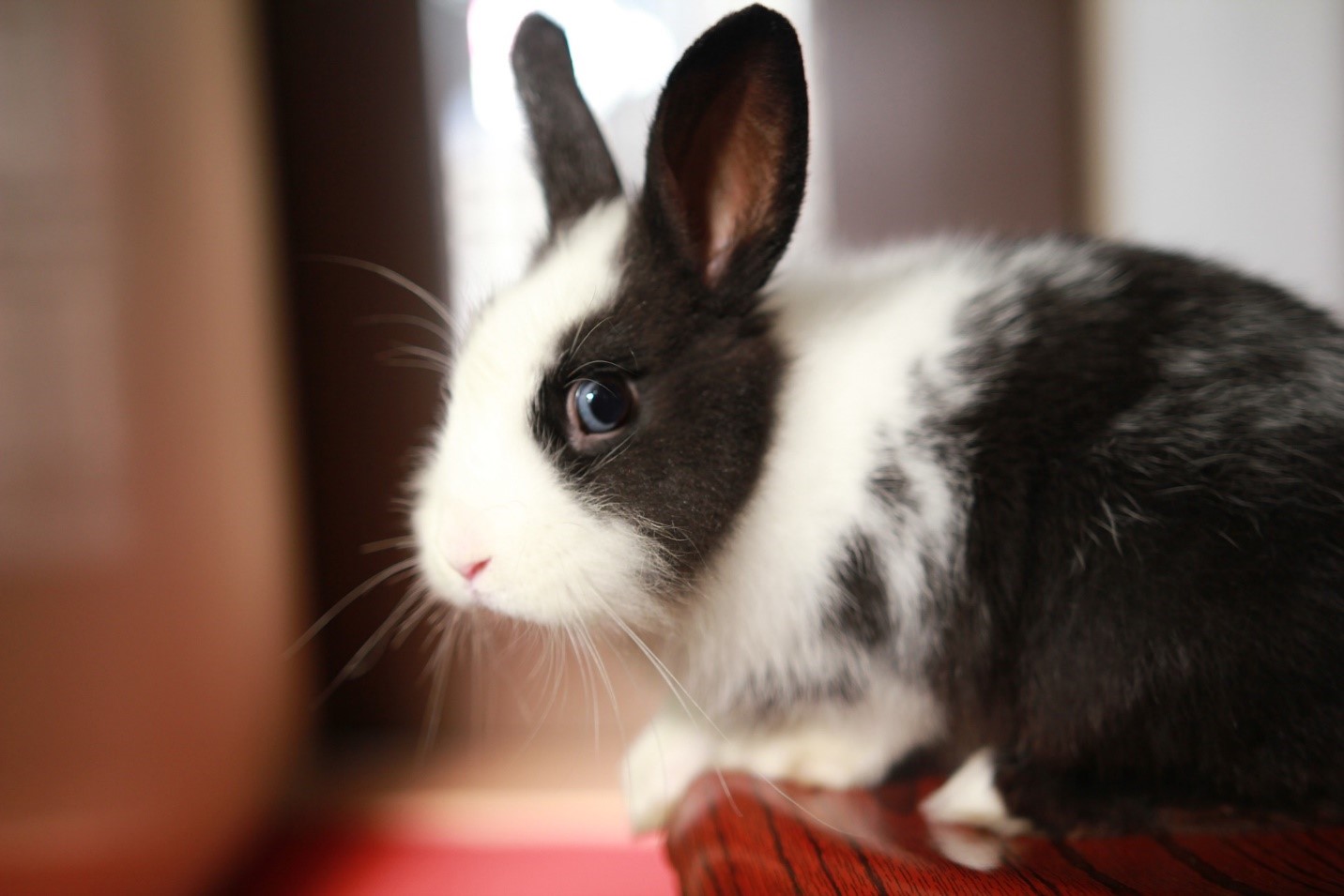 Bunny Proofing Your House_rabbit watching