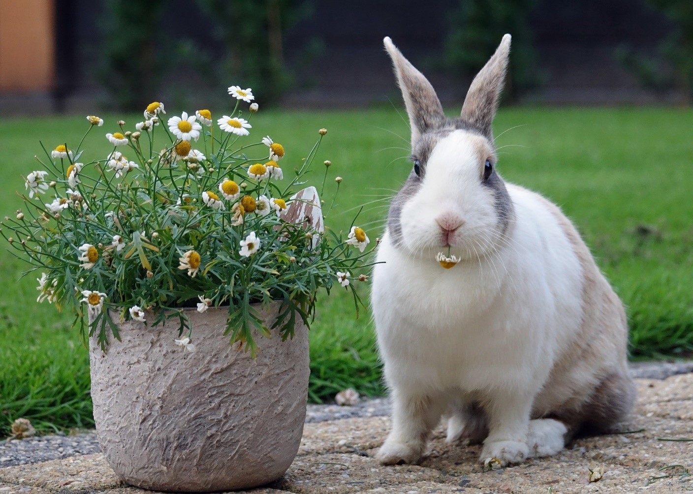 Bunny Proofing Your House_rabbit with house flower