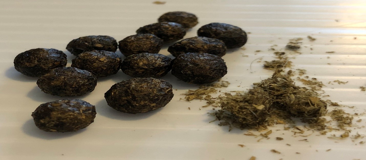 GI stasis in rabbits_healthy rabbit poop