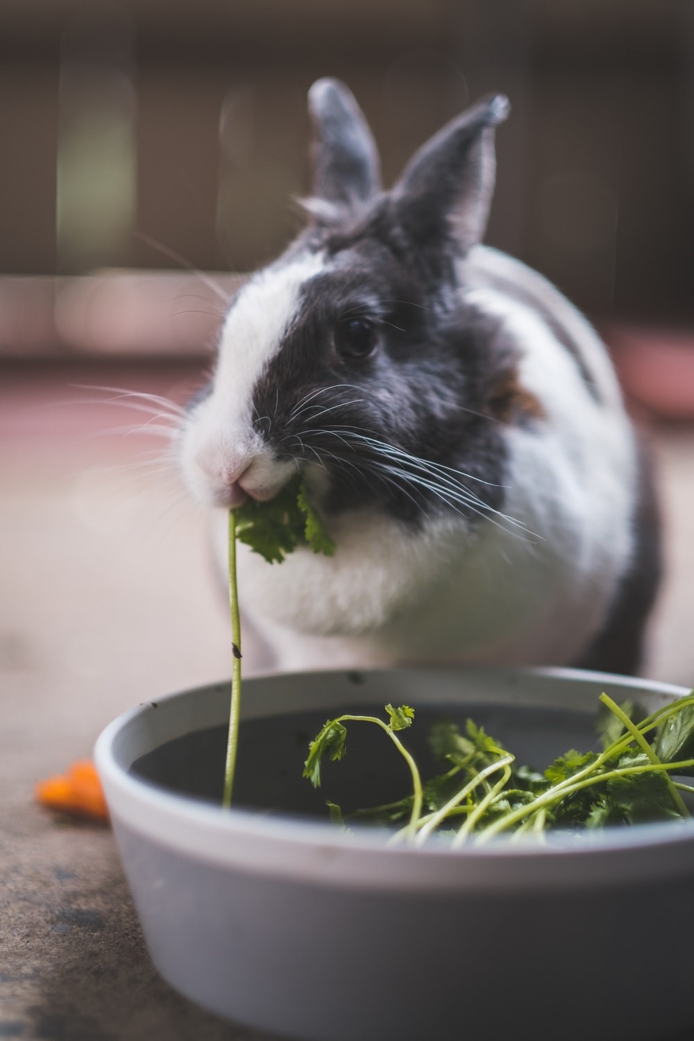 GI stasis in rabbits_rabbit food