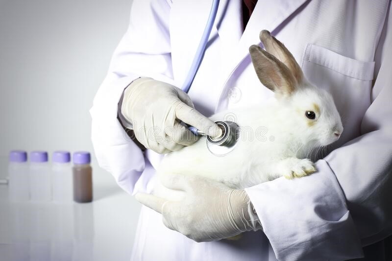 GI stasis in rabbits_vet doctor