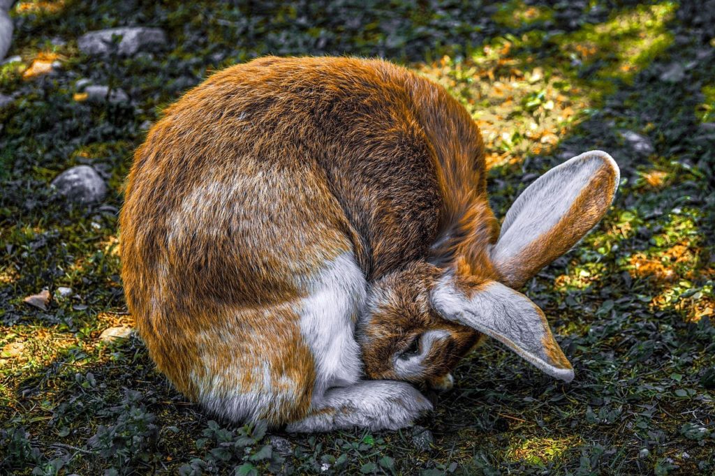 Grooming Your Pet Rabbit_sleeping rabbit