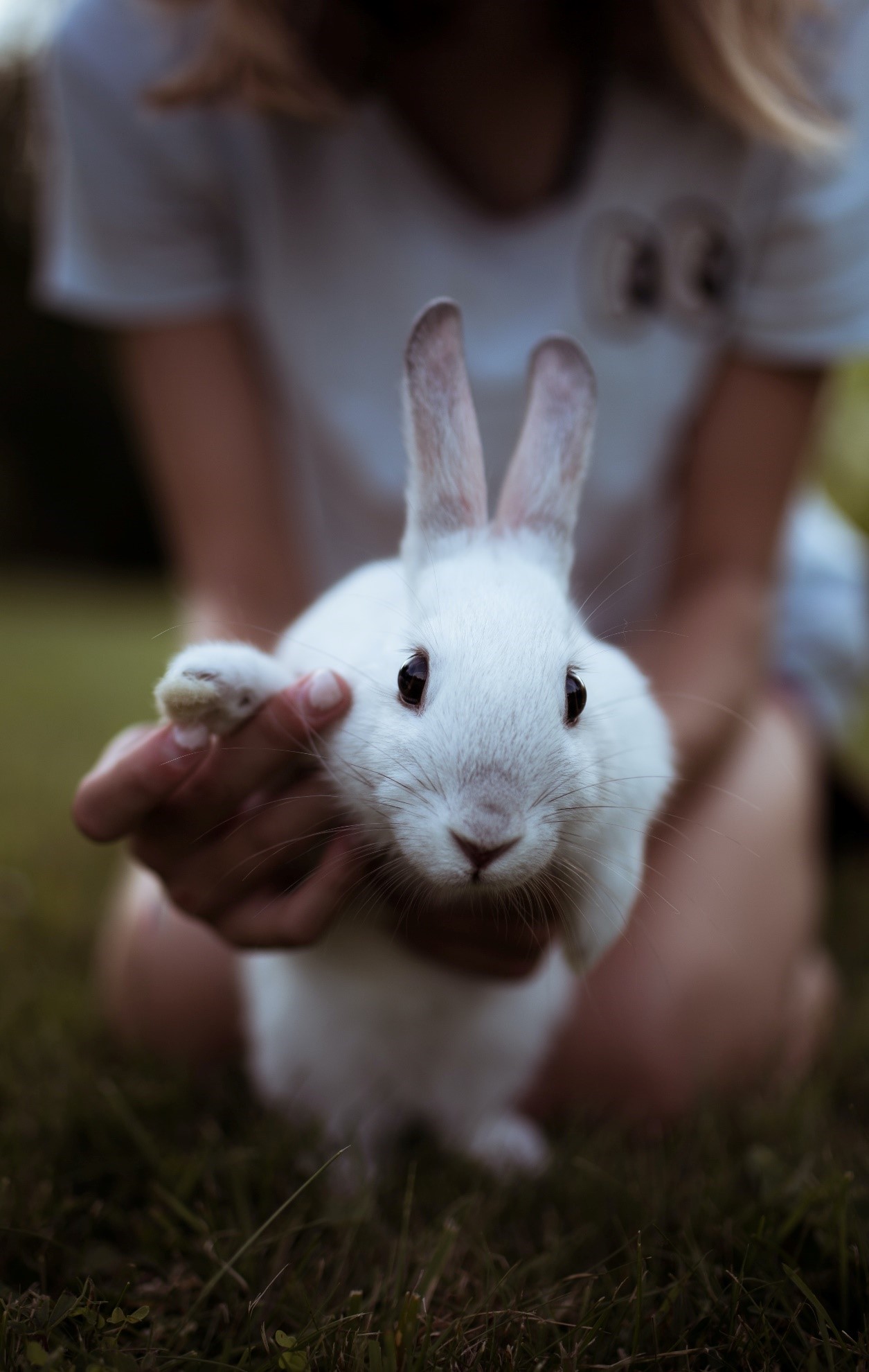 Grooming Your Pet Rabbit_white rabbit
