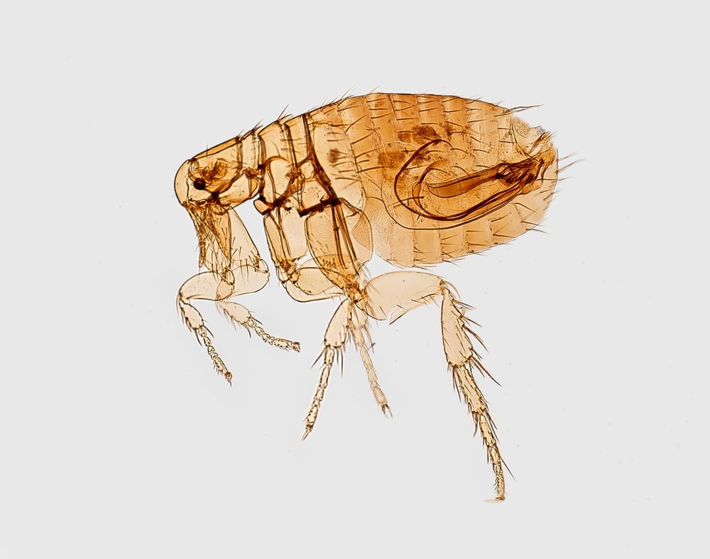 My rabbit has fleas¬¬_flea