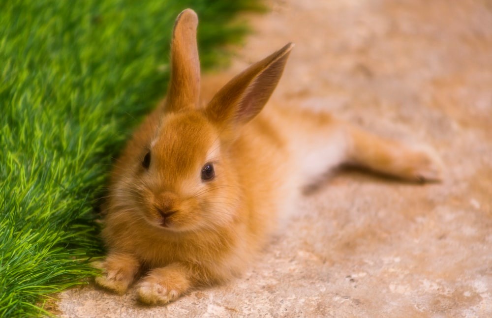 My rabbit has fleas_rabbit lying down