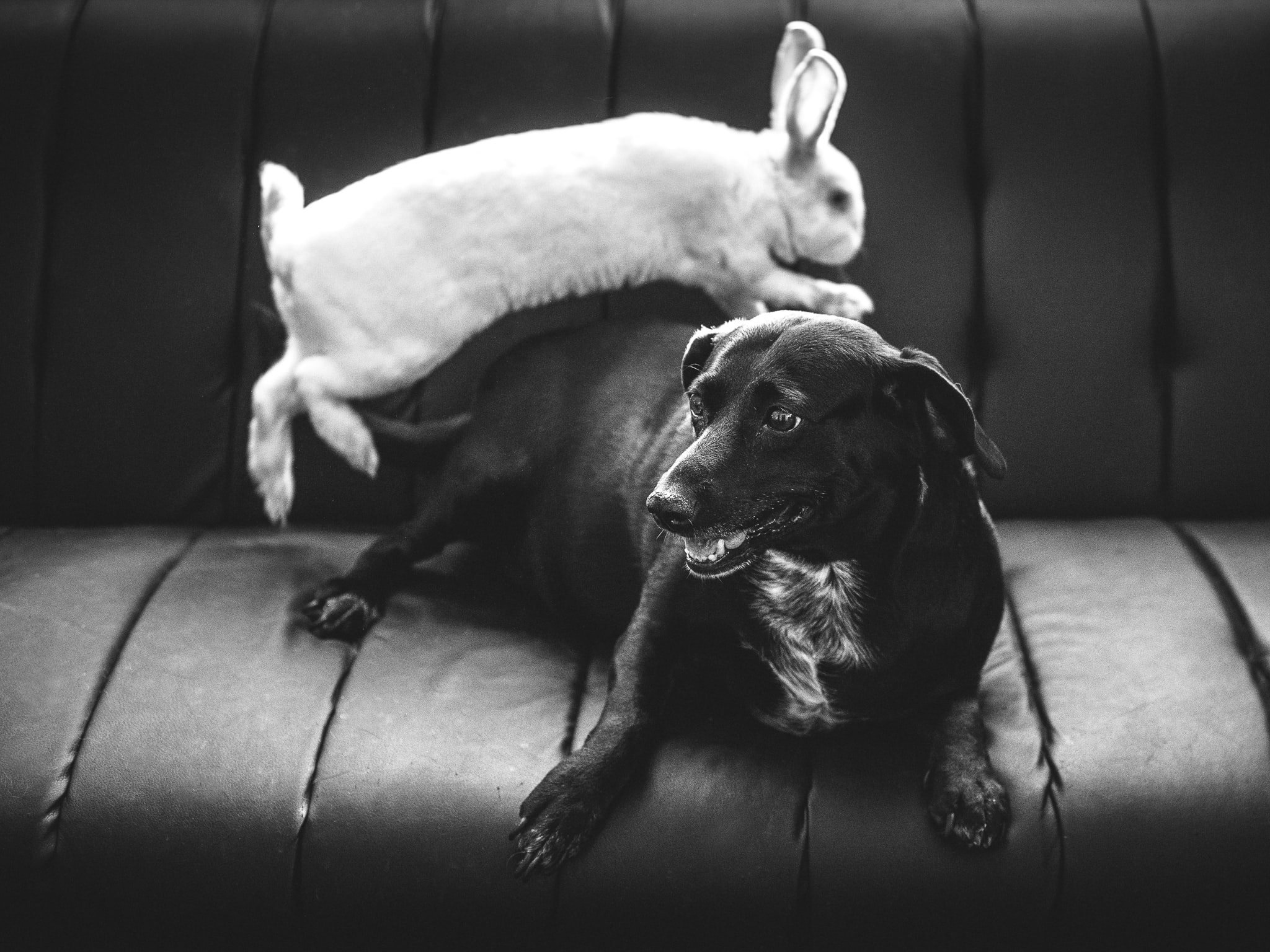 Rabbit Behavior_rabbit jumping over a dog