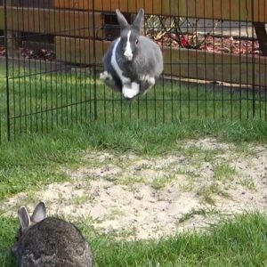 Rabbit behavior_binkying rabbit
