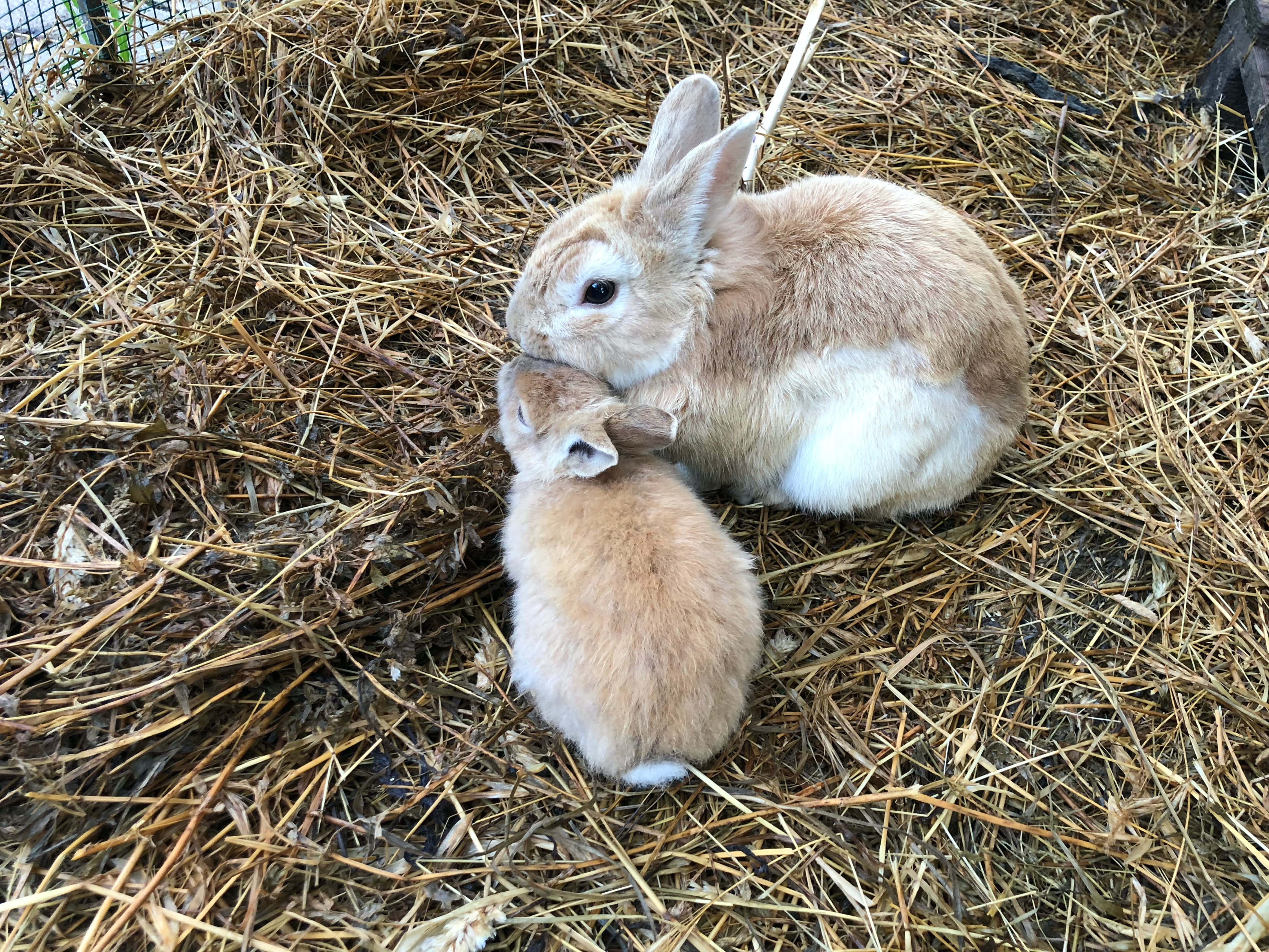 Spaying or Neutering a Rabbit_momma rabbit and baby rabbit