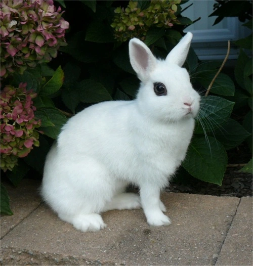 Top-10-Best-Pet-Rabbit-Breeds_Dwarf Hotot