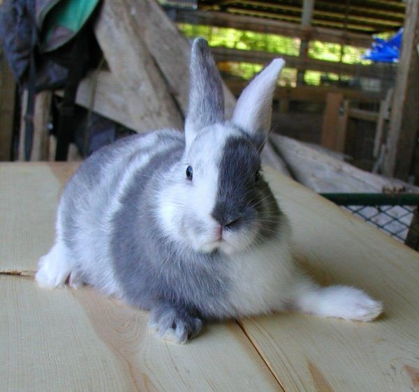 Top-10-Best-Pet-Rabbit-Breeds_Harlequin
