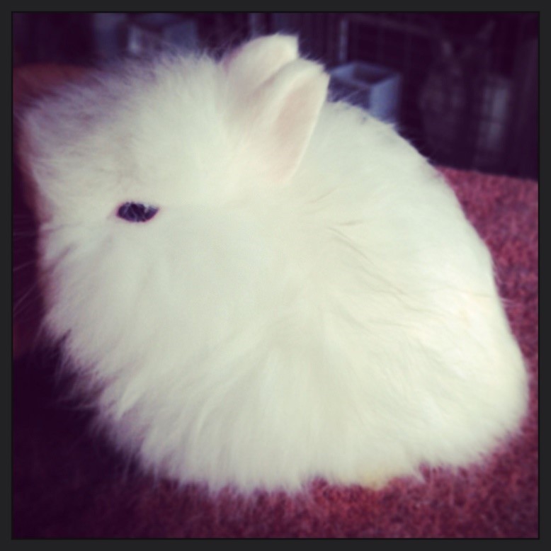 Top-10-Best-Pet-Rabbit-Breeds_Jersey-Wooly